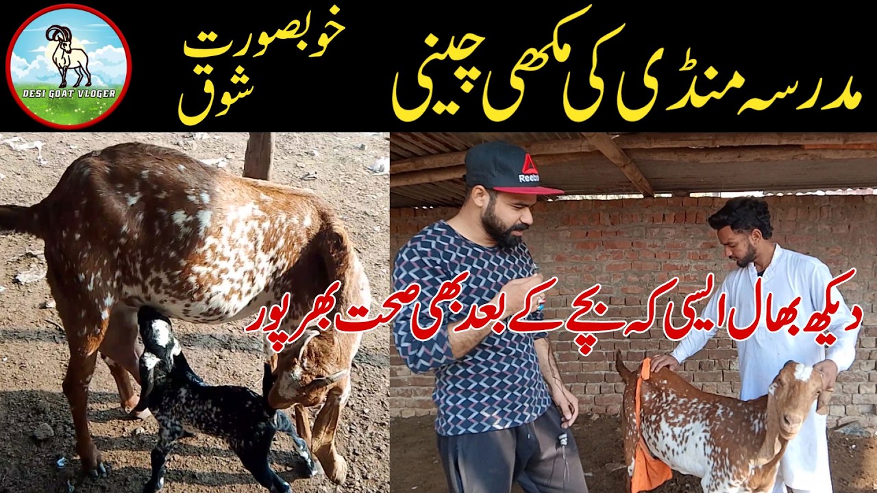 Madarsa Mandi Ki Khoobsurat Bakri 1 Bachy Ki Maa Chitkabra Goat 🐐🔥