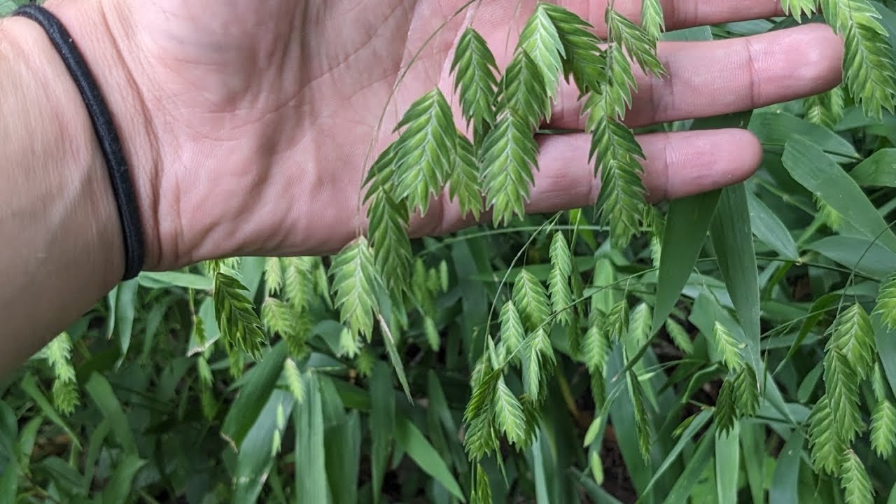 Back to Basics with Chasmanthium latifolium