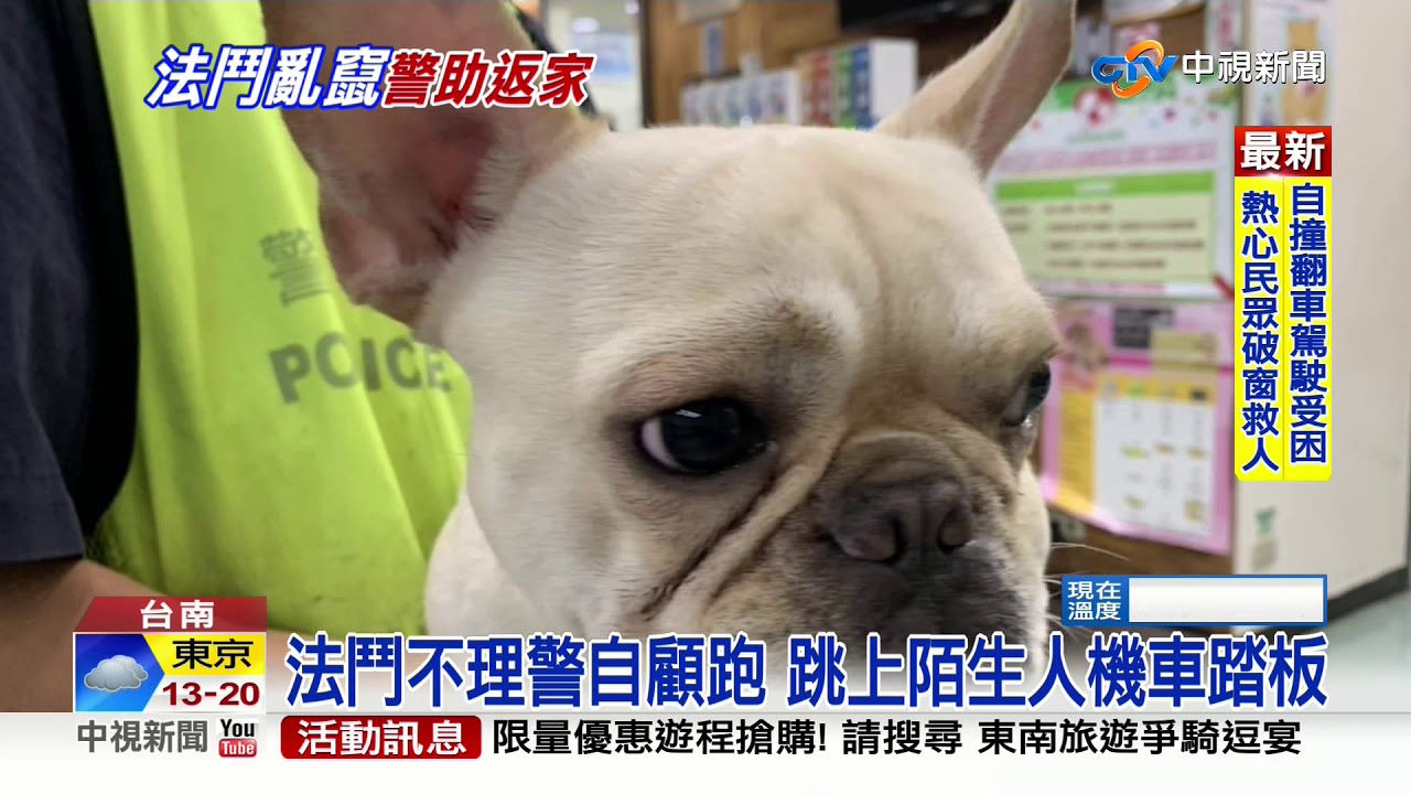 凌晨驚見法鬥流浪! 暖警安置PO尋狗啟事│中視新聞 20201025