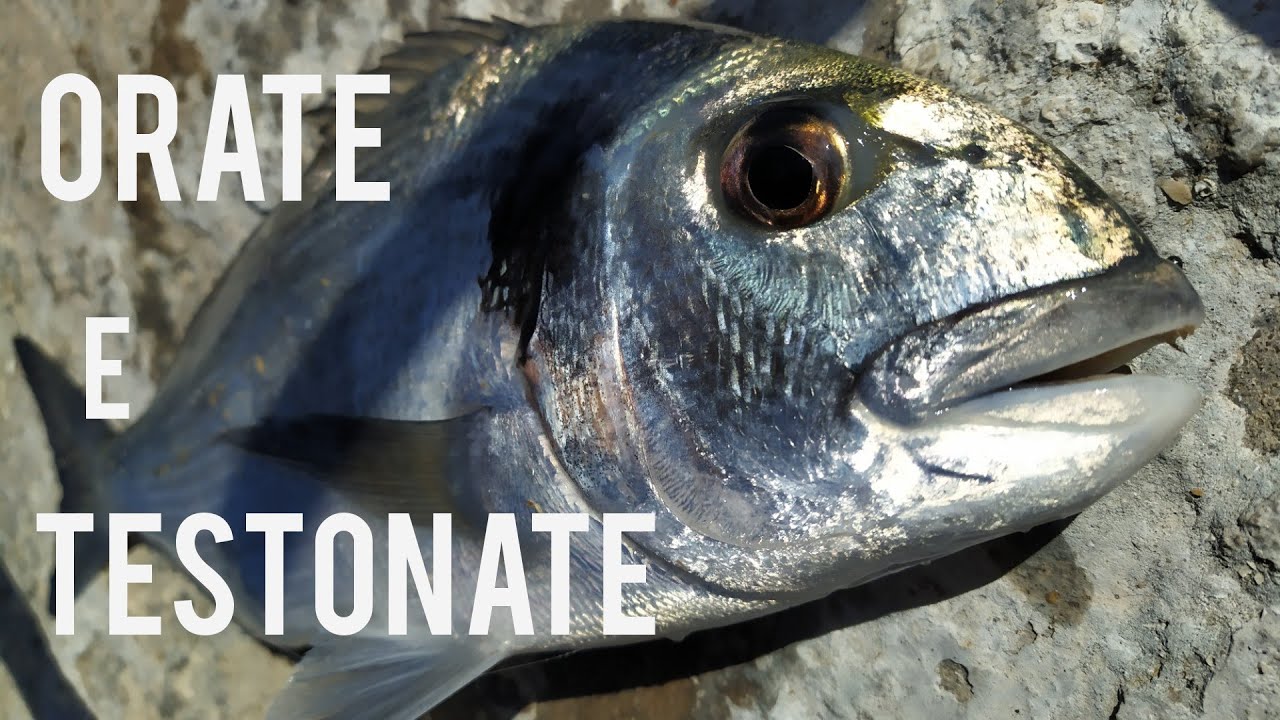 ORATE A BOLOGNESE | 2,3 kg di orate in 1 ora.