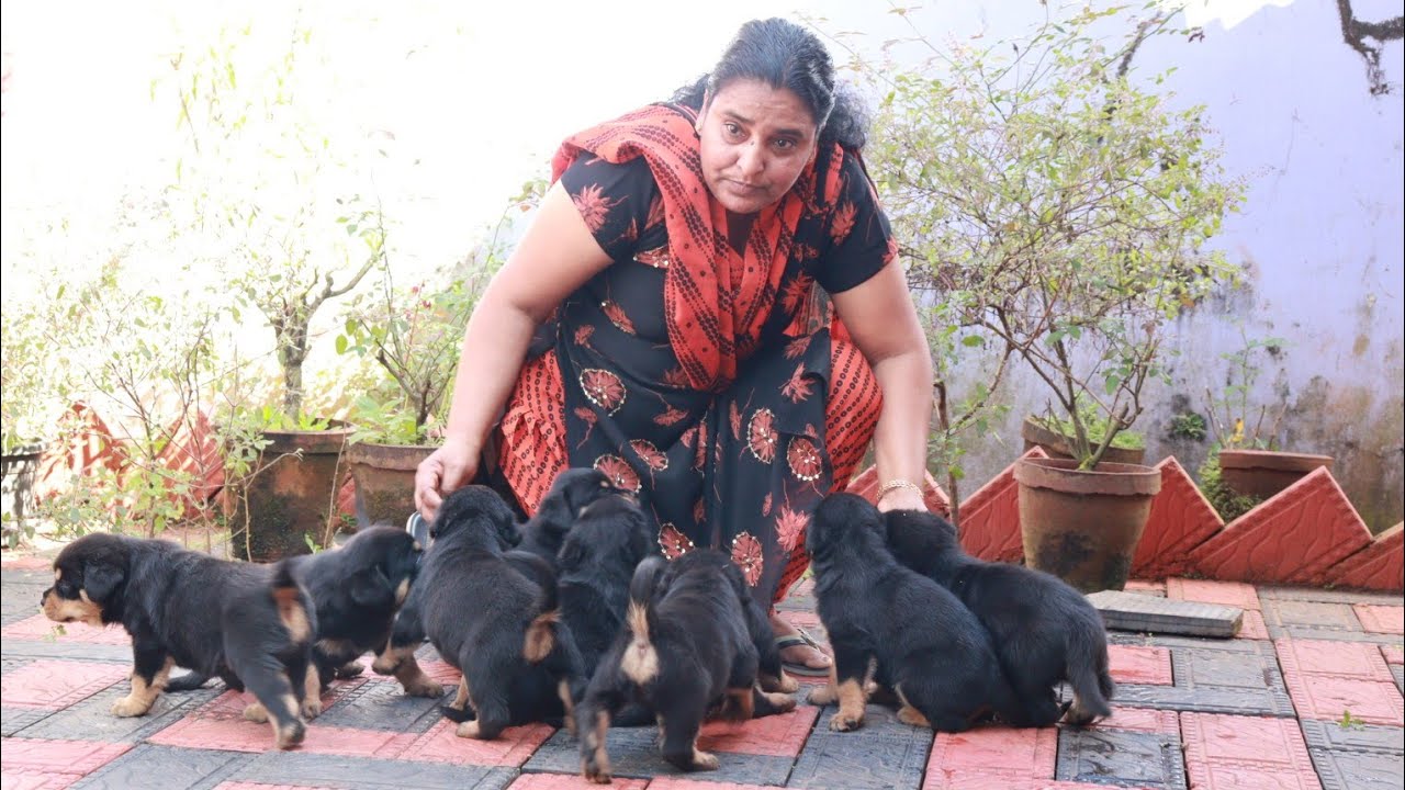 വീട്ടമ്മ വളർത്തുന്ന Rottweiler നായകൾ|Rottweiler Kennnel