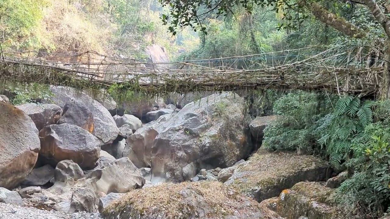 single root tree bridge, India