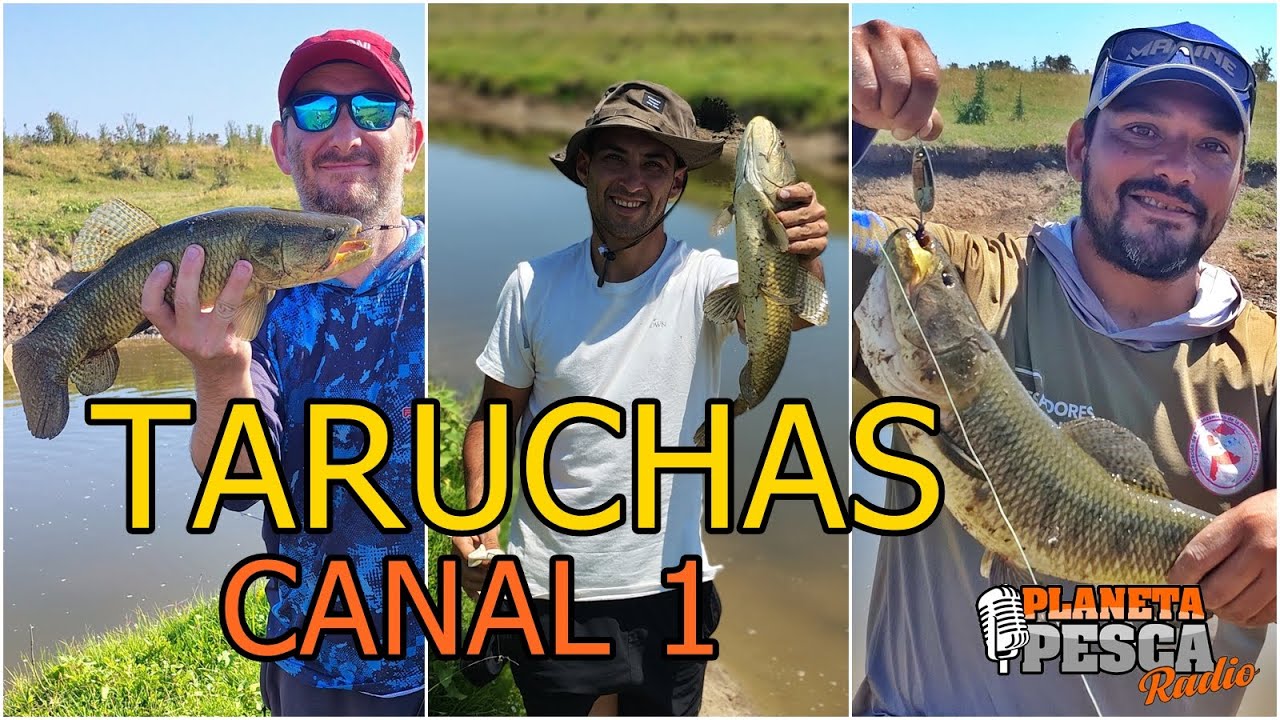 Pesca de Tarariras en Canal 1 - Puente de Navas
