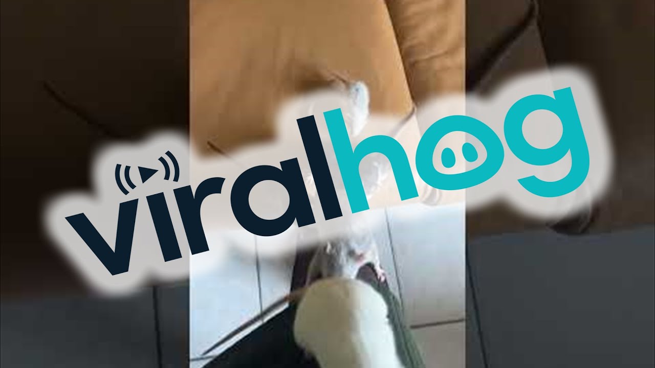 Pet Rats Scurry Up Owner's Leg || ViralHog