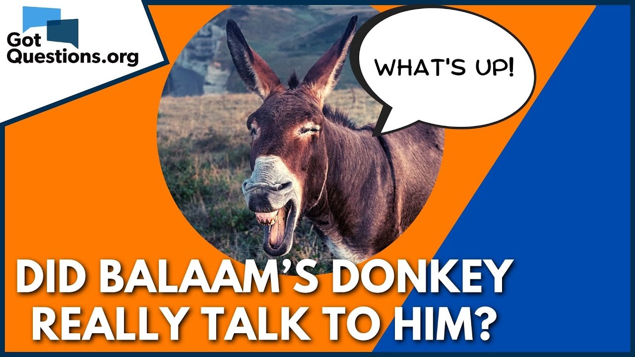Did Balaam&rsquo;s donkey really talk to him? | GotQuestions.org