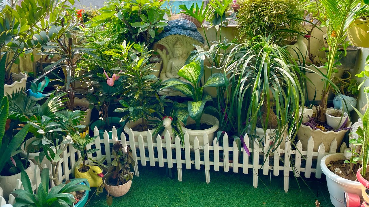 my garden journey #explore #gardeningplants #home #gardening #plants #garden #viral 