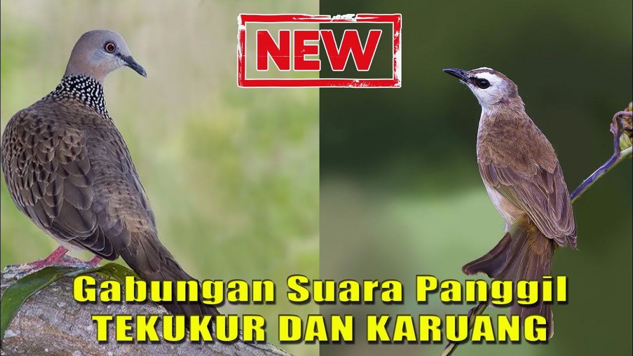 [NEW] Suara Panggil Gabungan Tekukur dan Karuang || Mix Tekukur dan Karuang