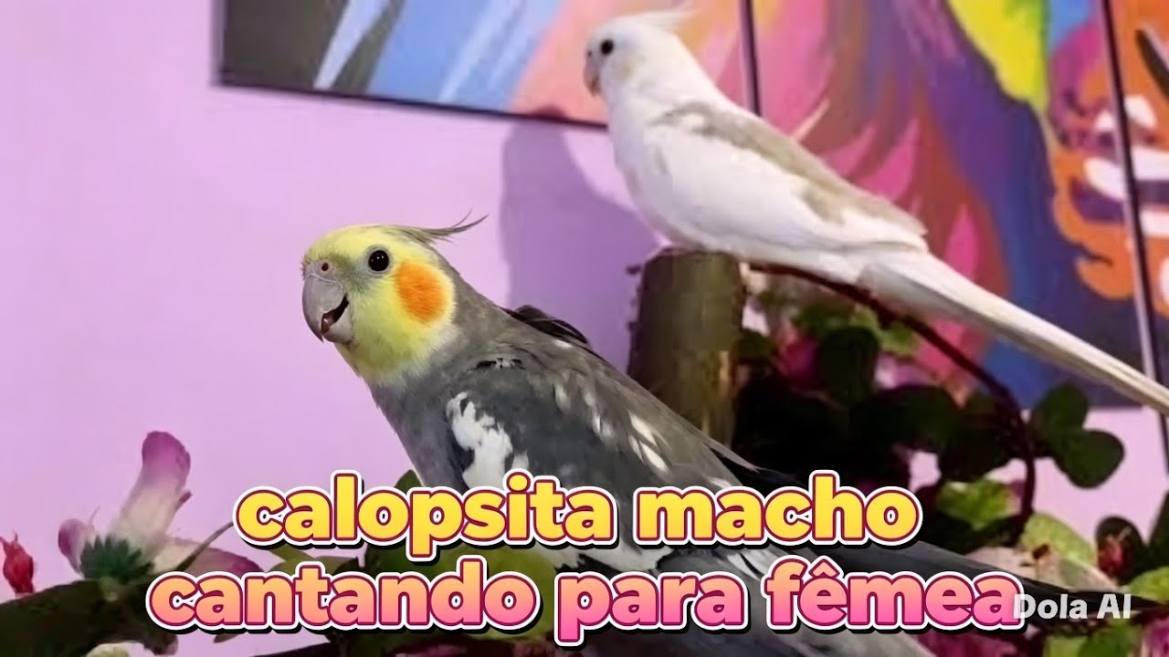 Calopsita macho cantando muito pra fêmea 