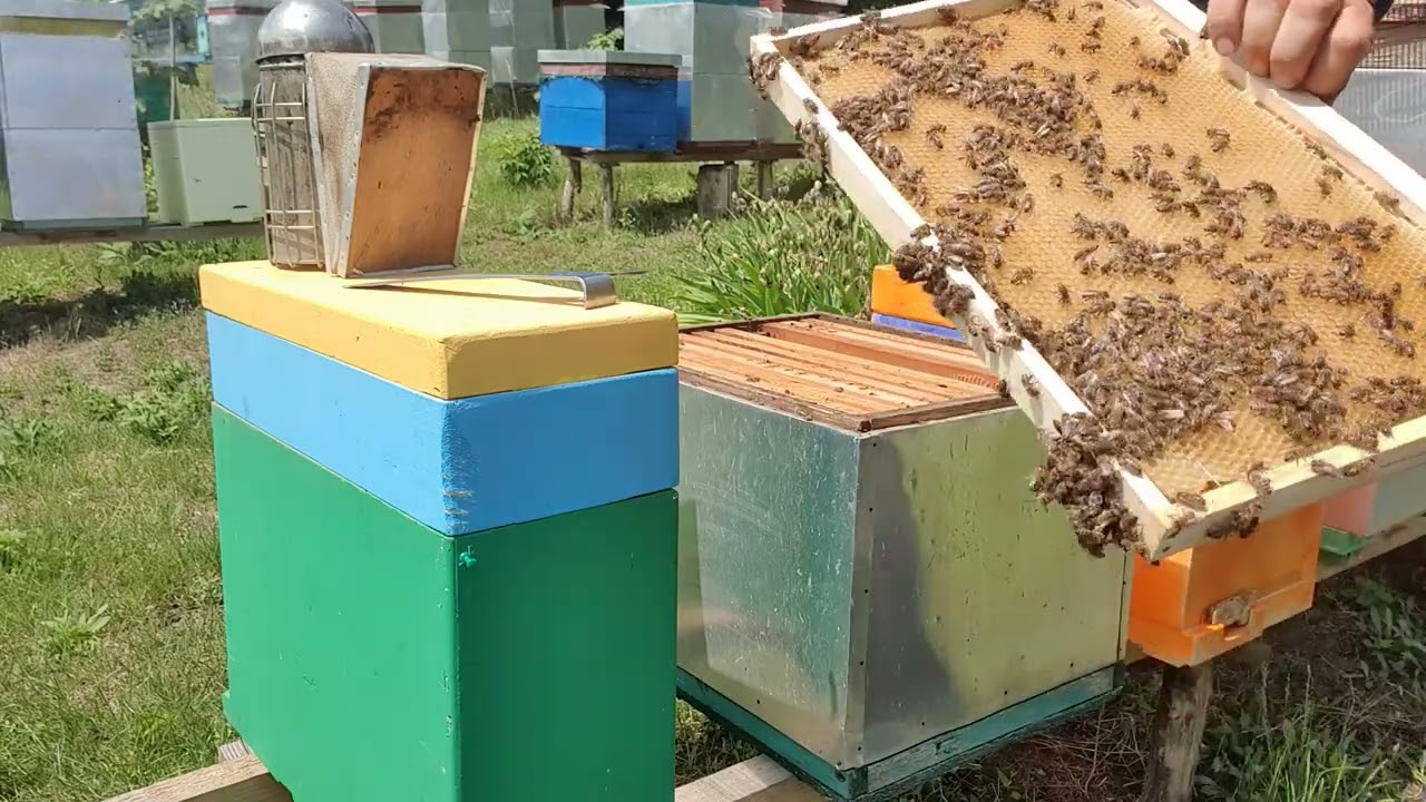 661.Floarea soarelui in 2 saptamani. Iau benzile din stup.