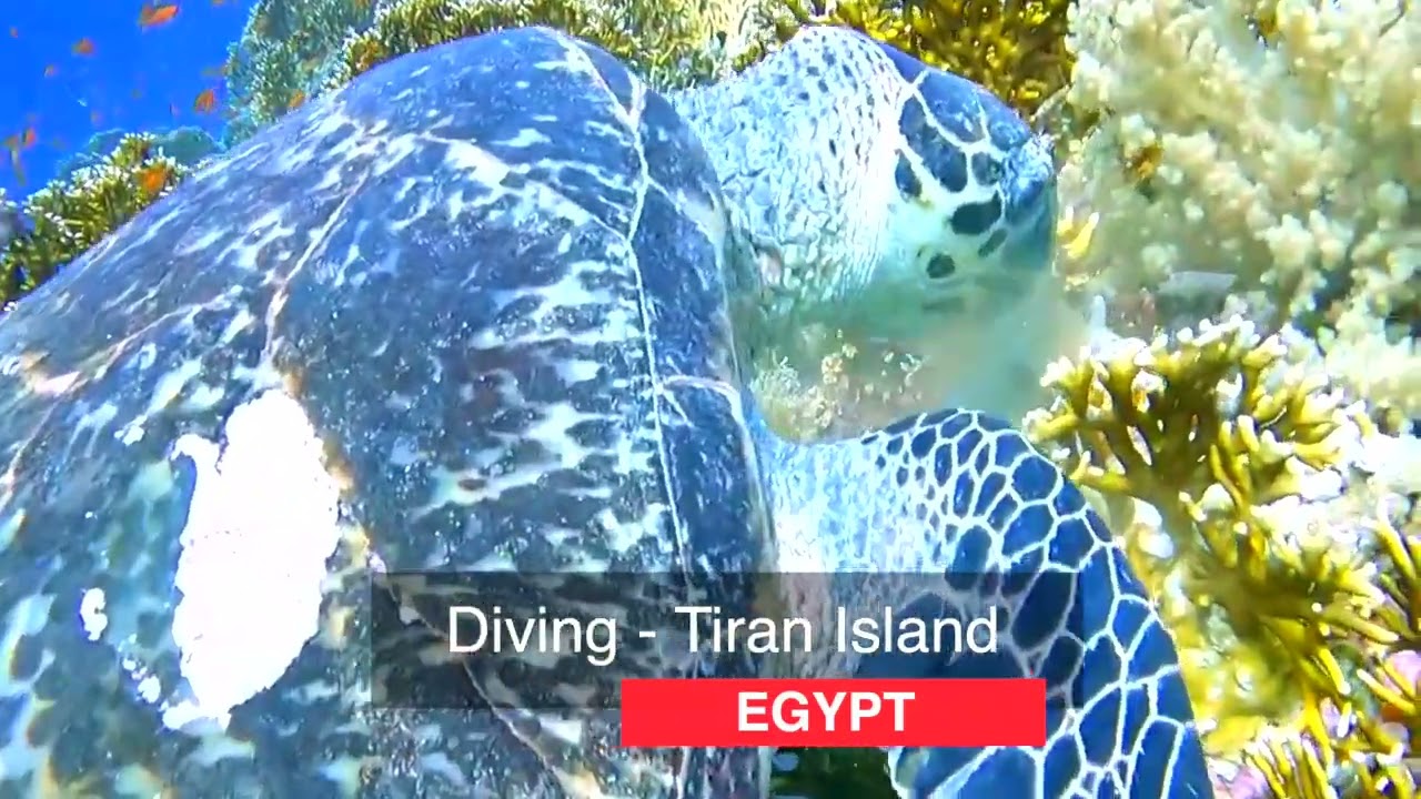 Tiran Island- Egypt#جزيرة تيران مصر#     tiran island#جزيرة تيران شرم الشيخ  الشيخ#    Tiran island#