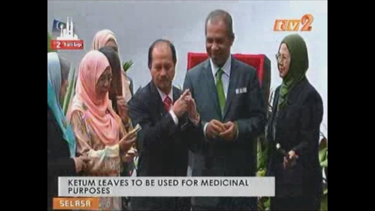 News on 2 – TV2 – 7.00 pm – Ketum leaves to be use for medicinal – 16 Oktober 2018