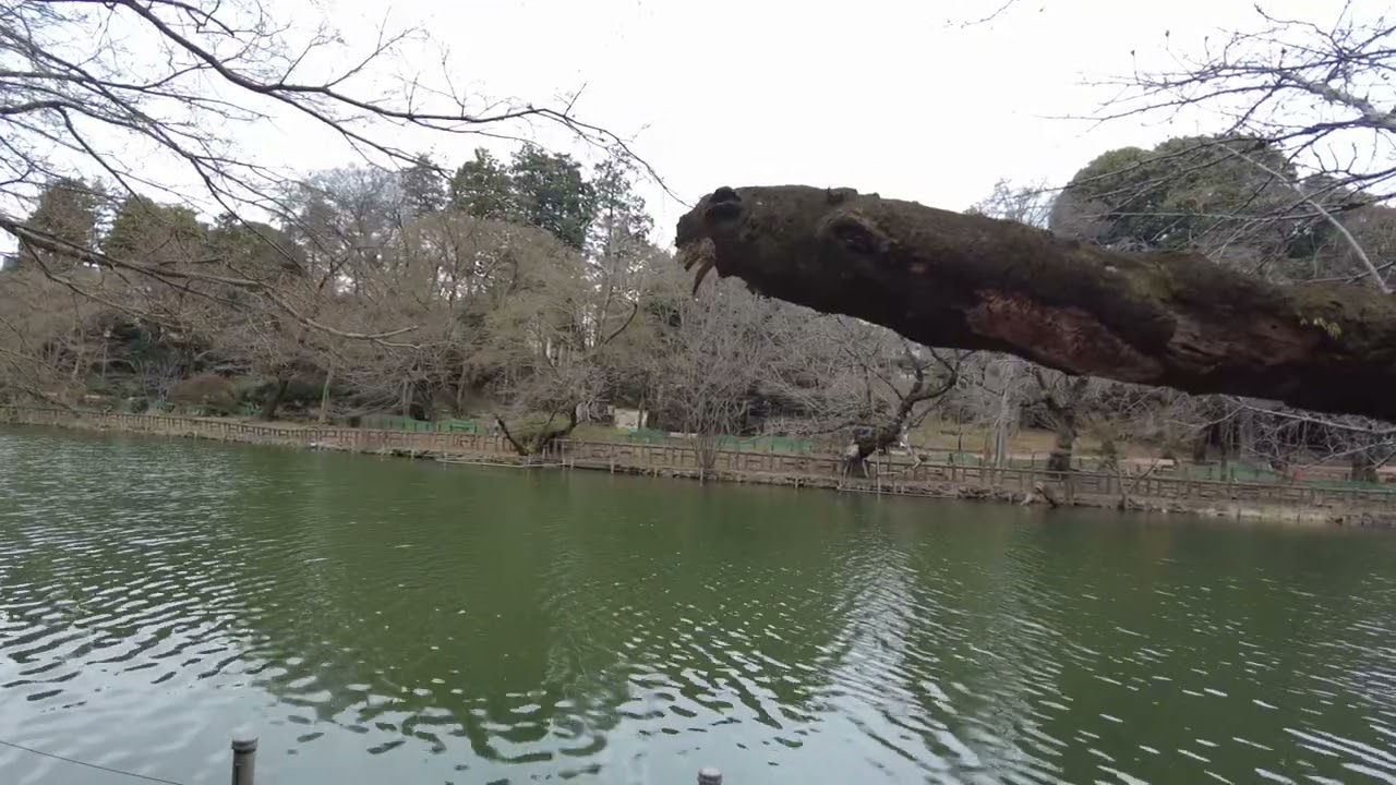 井の頭恩賜公園