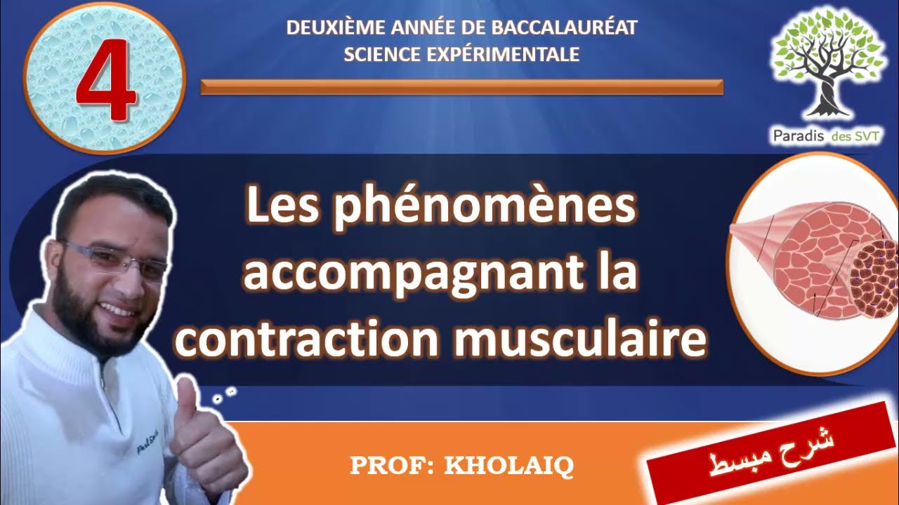 les phénomènes accompagnant la contraction musculaire