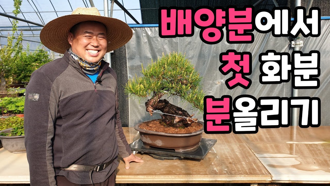 [금현분재-ENG] 배양분에서 첫 화분 분올리기 Korean red pine bonsai repotted in First pot/분재/盆栽/Bonsai/cây cảnh