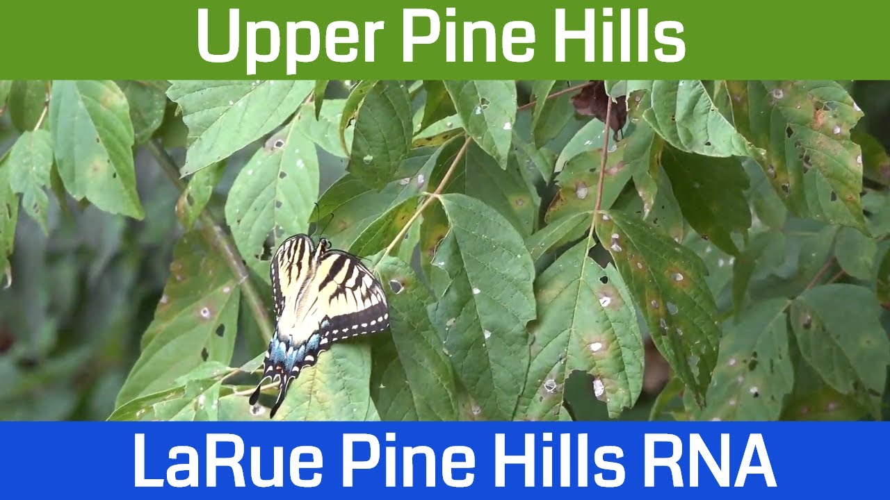 LaRue Pine Hills Snake Road & Upper Pine Hills Road