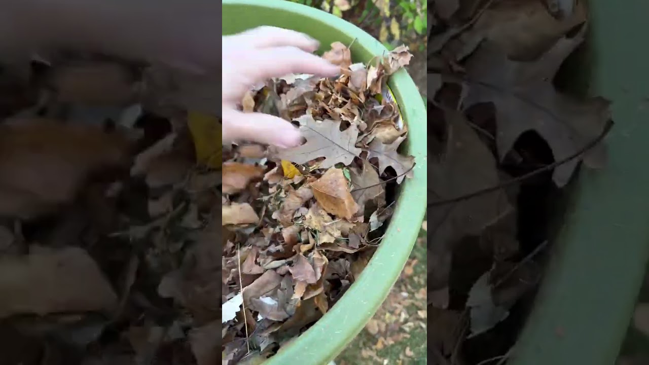 Leaf shredder get it -  