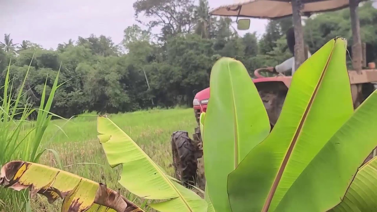 Rural Rice Field Plowing with Tractor #RuralAgriculture #TraditionalFarming