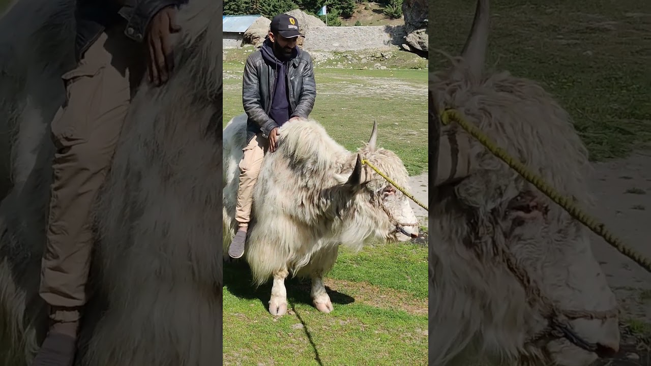 Yak Riding in Rama Lake || Fun Moment  - Rama Lake Astore