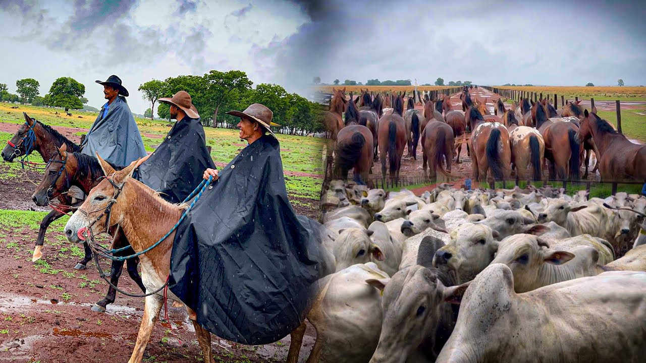 Na lida da pecu&aacute;ria 🇧🇷🐂⚙️