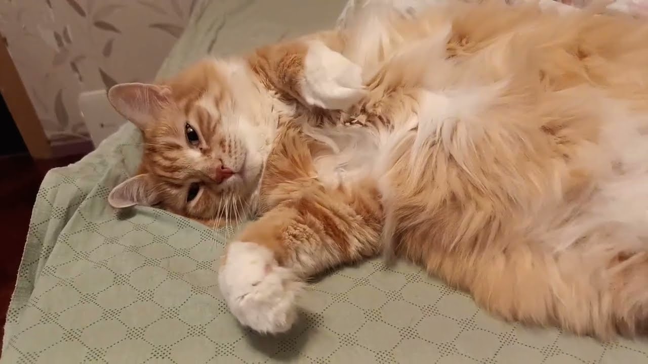 Кто тут главный🤗 Кузяша 😻 Самый Мурчательный и Замечательный😘