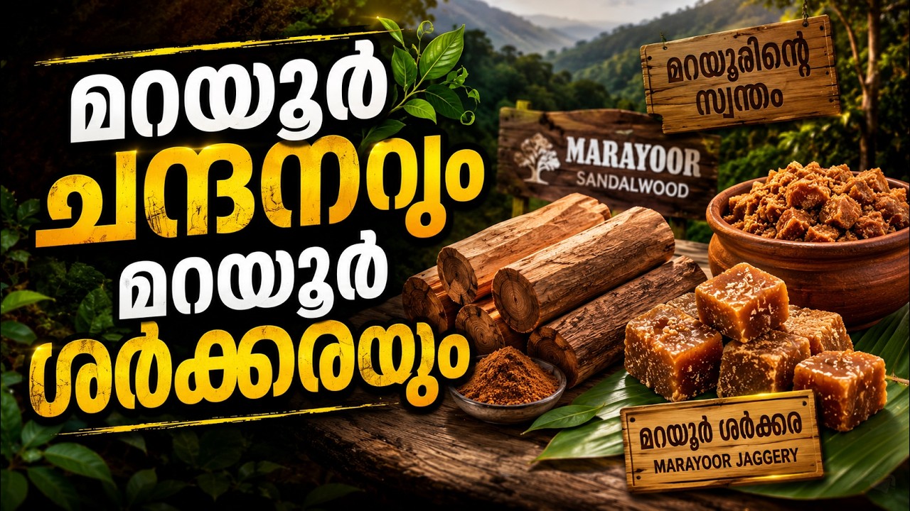 മൂന്നാർ മറയൂർ കാന്തല്ലൂർ ശൈത്യകാലത്തെ ഒരു യാത്ര പാർട്ട് II#munnar #marayur #kanthalloor #sandalwood 