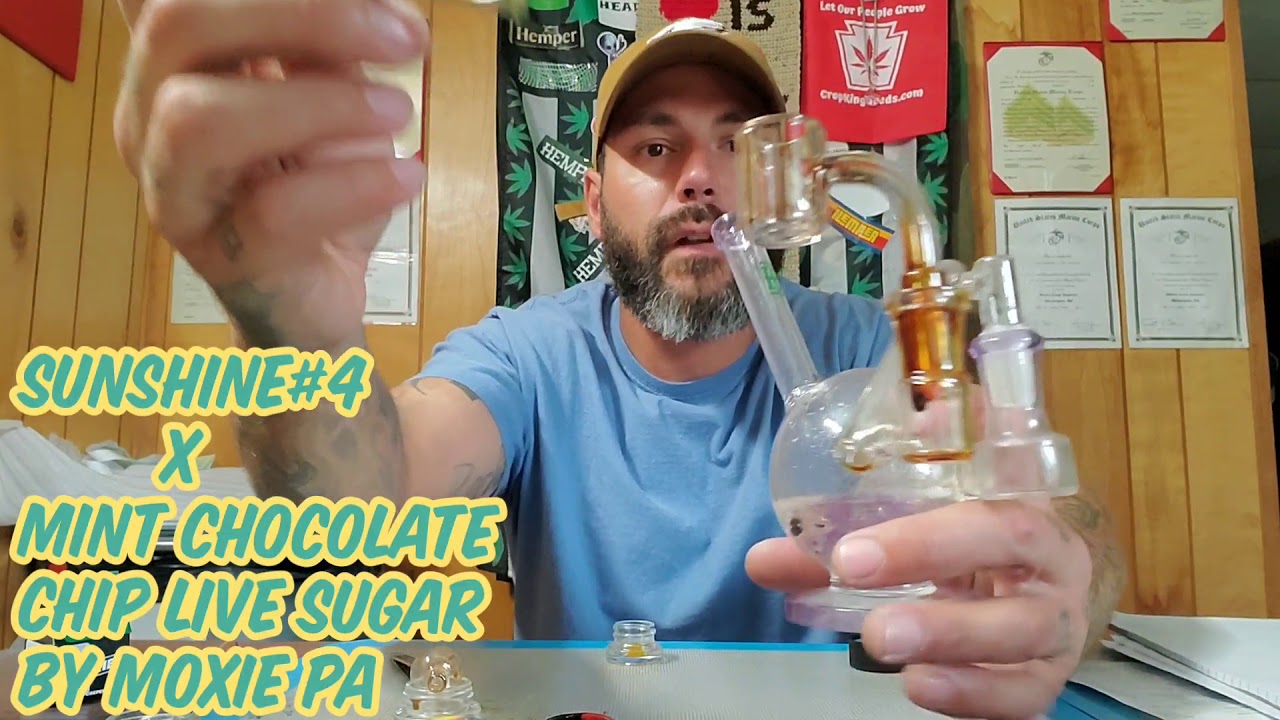 SUNSHINE #4 &times; MINT CHOCOLATE CHIP LIVE SUGAR BY MOXIE PURE PENN