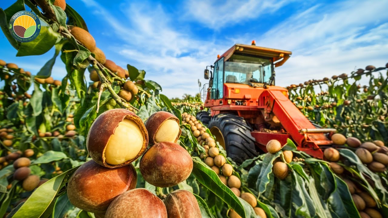 How Farmers Harvest Macadamia Nuts: Modern Macadamia Harvesting and Processing | Farming Documentary