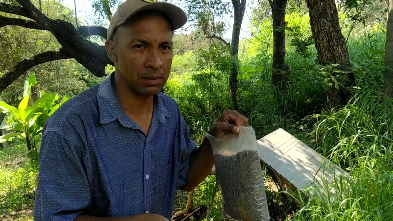 Adubação com farinha de osso e torta de mamona