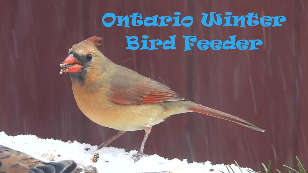 Winter Birds & Squirrels
