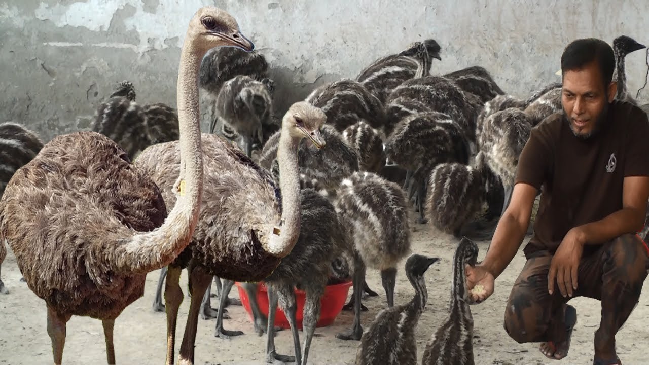 Emu Bird - Emu Farm Business Plan will be Self Reliant in Unemployed Men and Women