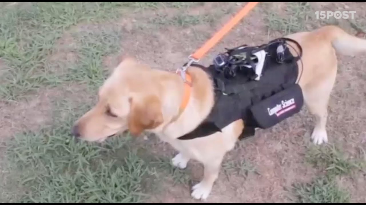 Pronto vas a poder controlar a tu perro con este arn&eacute;s inteligente