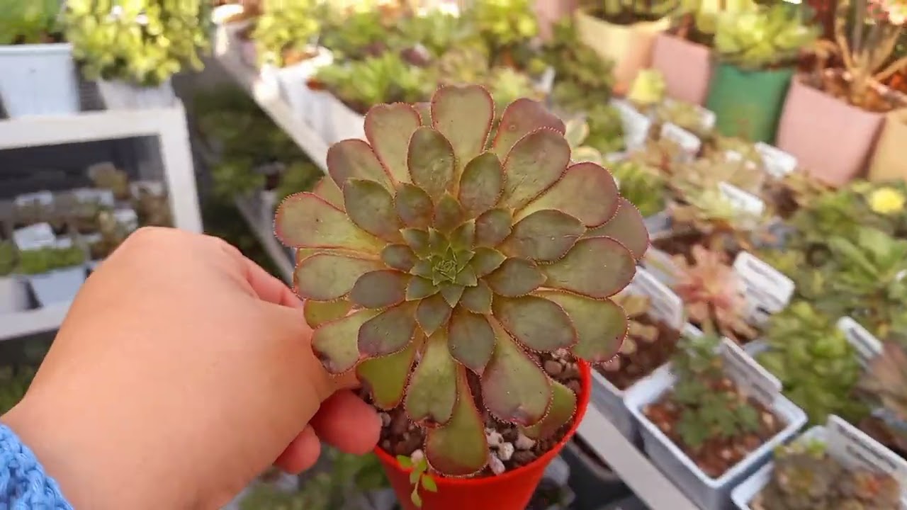 Teras aeoniumlarla doldu / Aeonium çeşitler