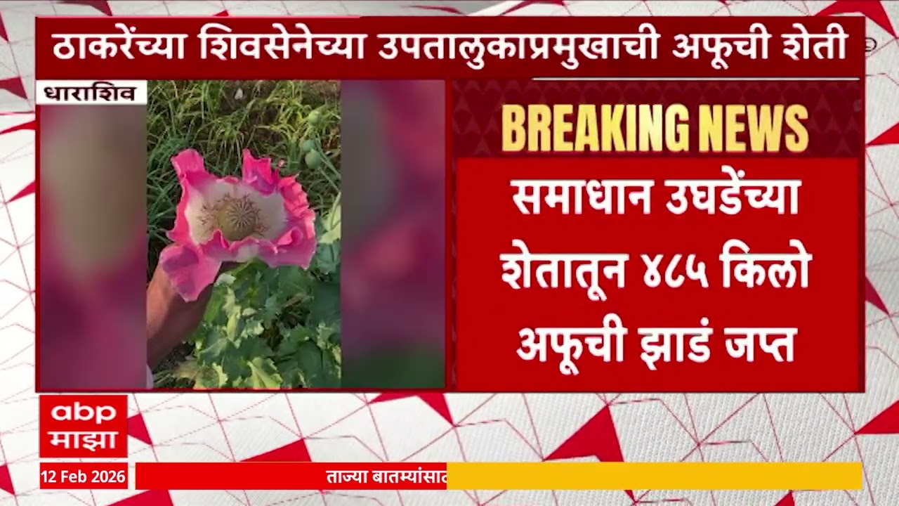 Dharashiv News : समाधान उघडेंच्या शेतातून 485 किलो अफूची झाडं जप्त