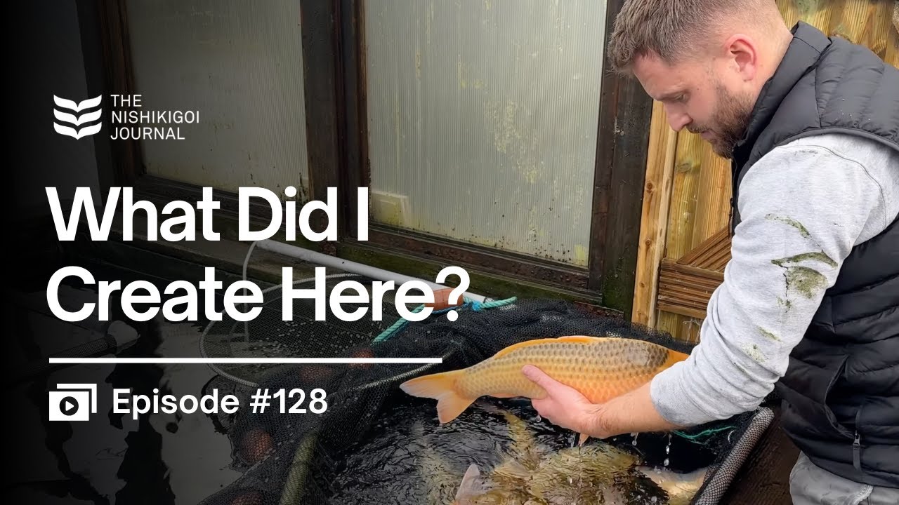 This Pond Is Producing Monsters… Karashi, Asagi & Tamasaba Madness | N.I.J. | Ep #128