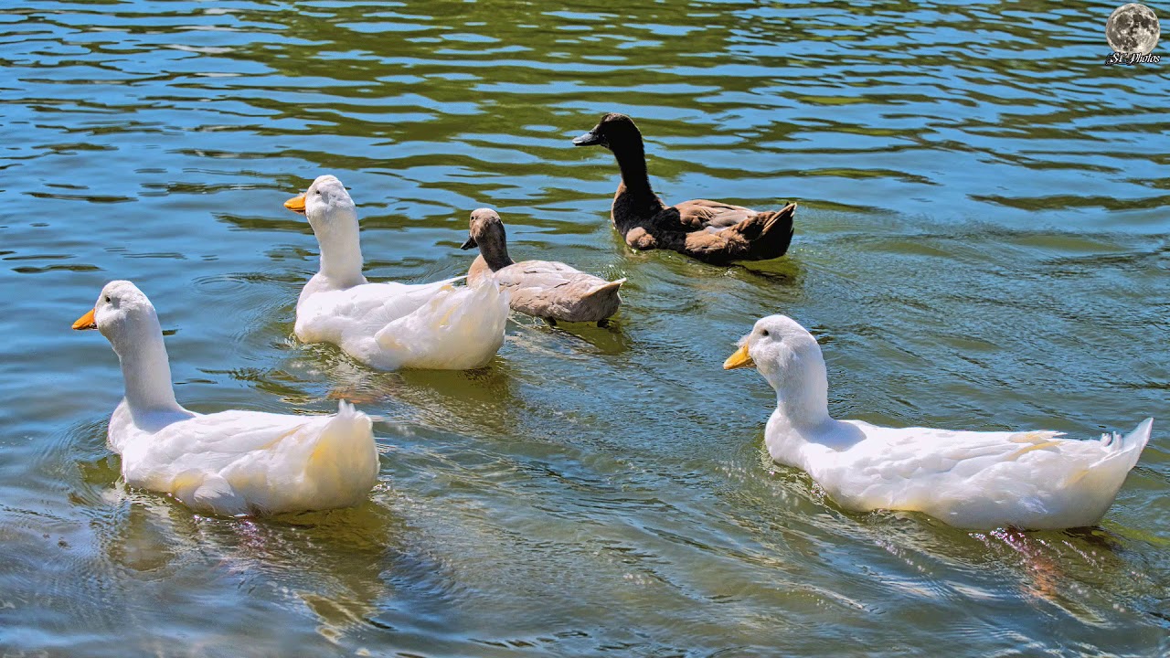 Chill Hop | Hip Hop | LAKEY INSPIRED | Animated Duck Photography