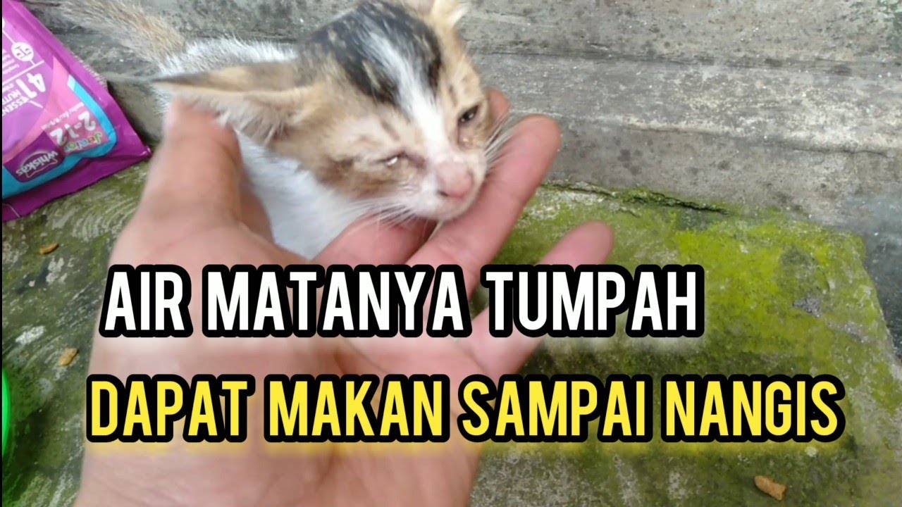 Anak Kucing Kecil Dibuang Di Jalan Kelaparan Menangis Saat Dapat Makanan Endingnya Minta Di Adopsi.!