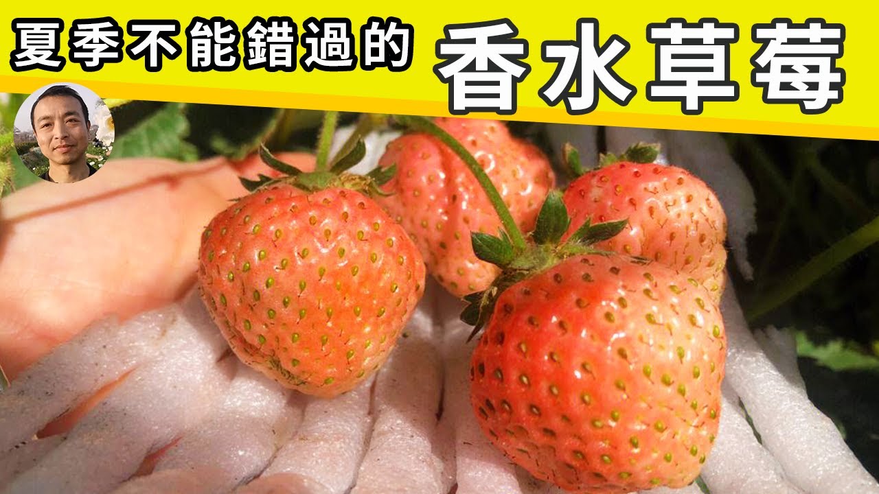 自带香水的草莓！这种草莓开花大，颜色粉，气味香，没种过的一定要试试！女生必看！#园艺 #盆栽草莓 #strawberry #strawberry in pots【手艺人飞羽】