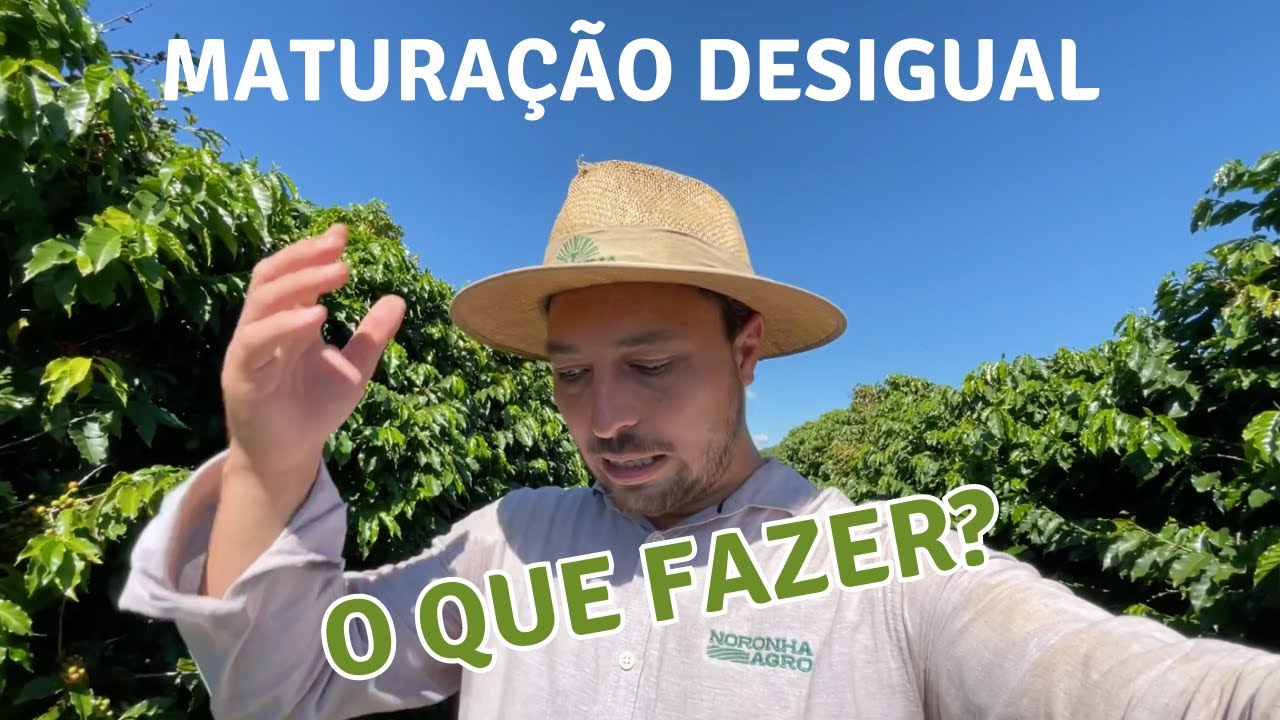 Matura&ccedil;&atilde;o desigual do caf&eacute;! O que fazer?
