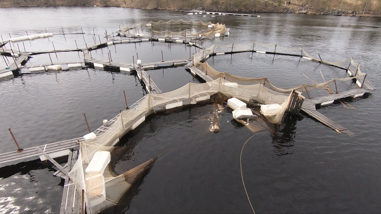 КАРЕЛИЯ.КЕМЬ.БРОШЕНЫЕ САДКИ ФОРЕЛЕВОГО ХОЗЯЙСТВА!!!