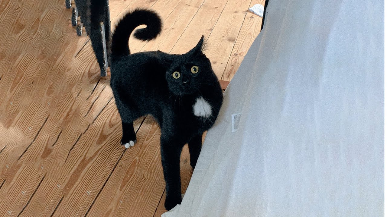 My Cat Is Scared of Farts (Compilation) - TheKittyAndrea