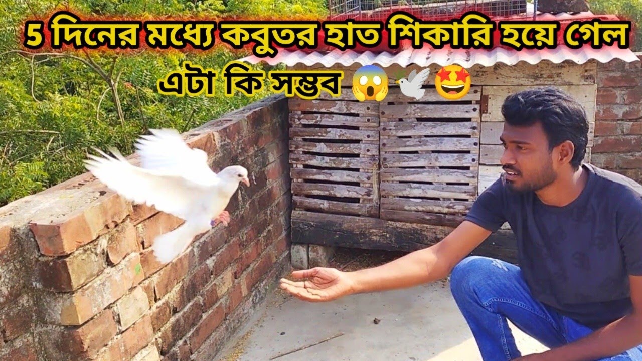 5 দিনের মধ্যে কবুতর হাত শিকারি করে ফেললাম 😱🕊🤩 #akashminizoo #viralvideo #pigeon 