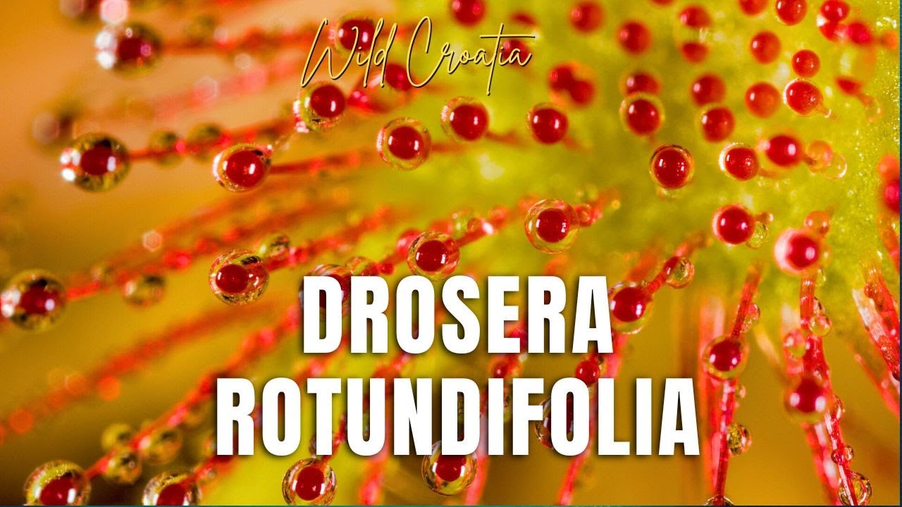 The round-leaved sundew (Drosera rotundifolia)