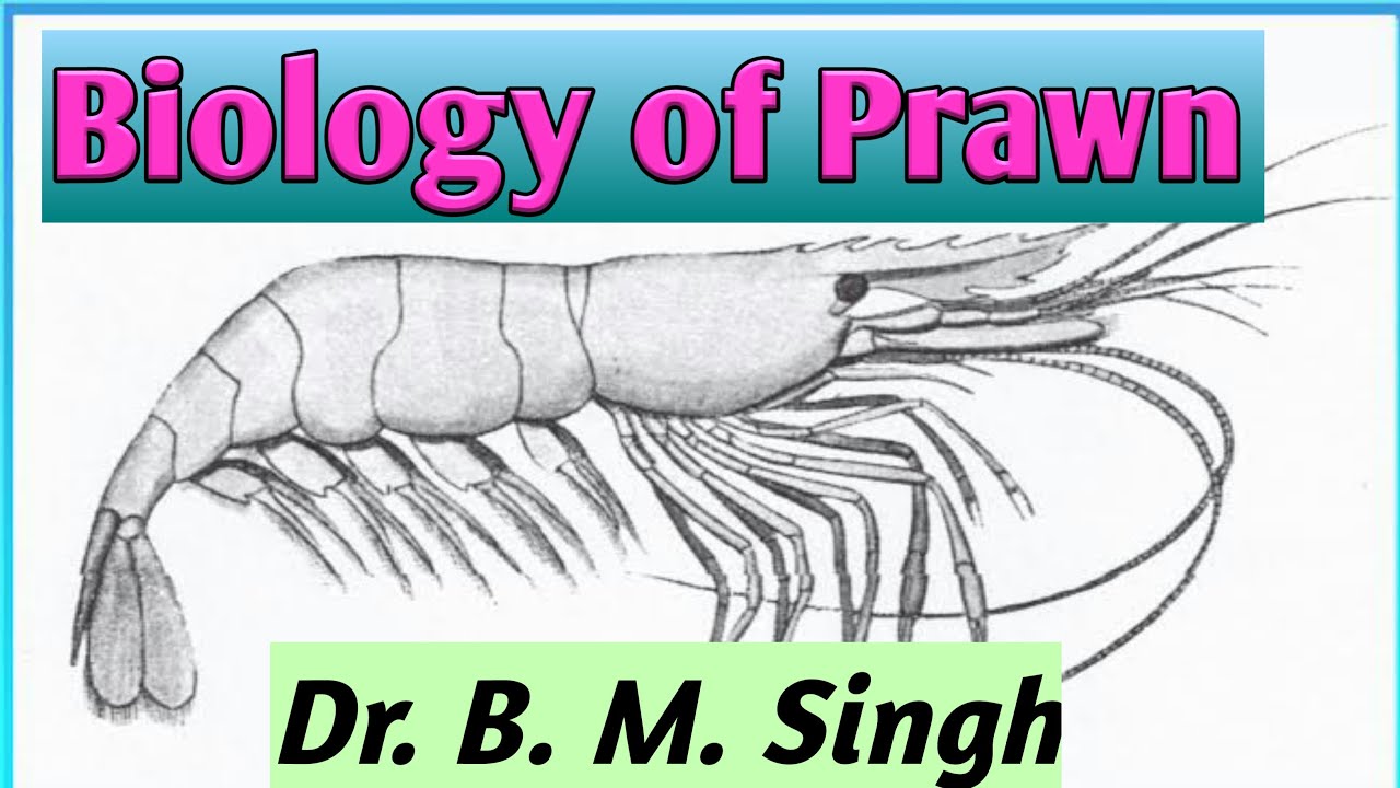 Biology of Prawn