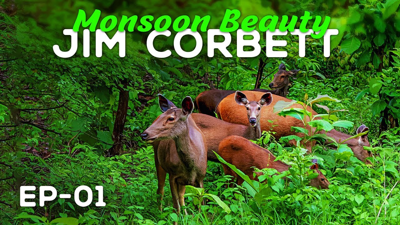 EP 01 - Monsoon  Beauty of Jim Corbett - 4K Video Hindi | हिन्दी