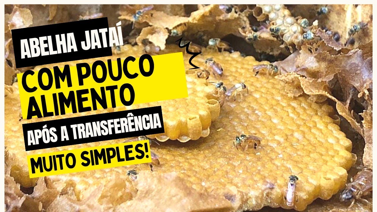 como alimentar ABELHA JATAÍ depois da transferência
