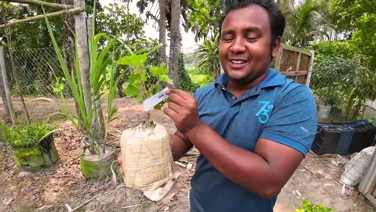 চাঁদপুর এর বিখ্যাত আঙ্গুর বাগান। কামরুজ্জামান ভাই এর এগ্রো ফার্ম। আঙ্গুরে অসাধারণ সাফল্য | Manaragro