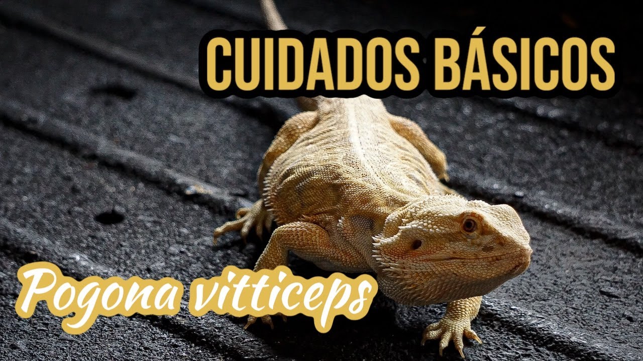 CUIDADOS BÁSICOS en Dragón Barbudo | Como primer reptil 🦎
