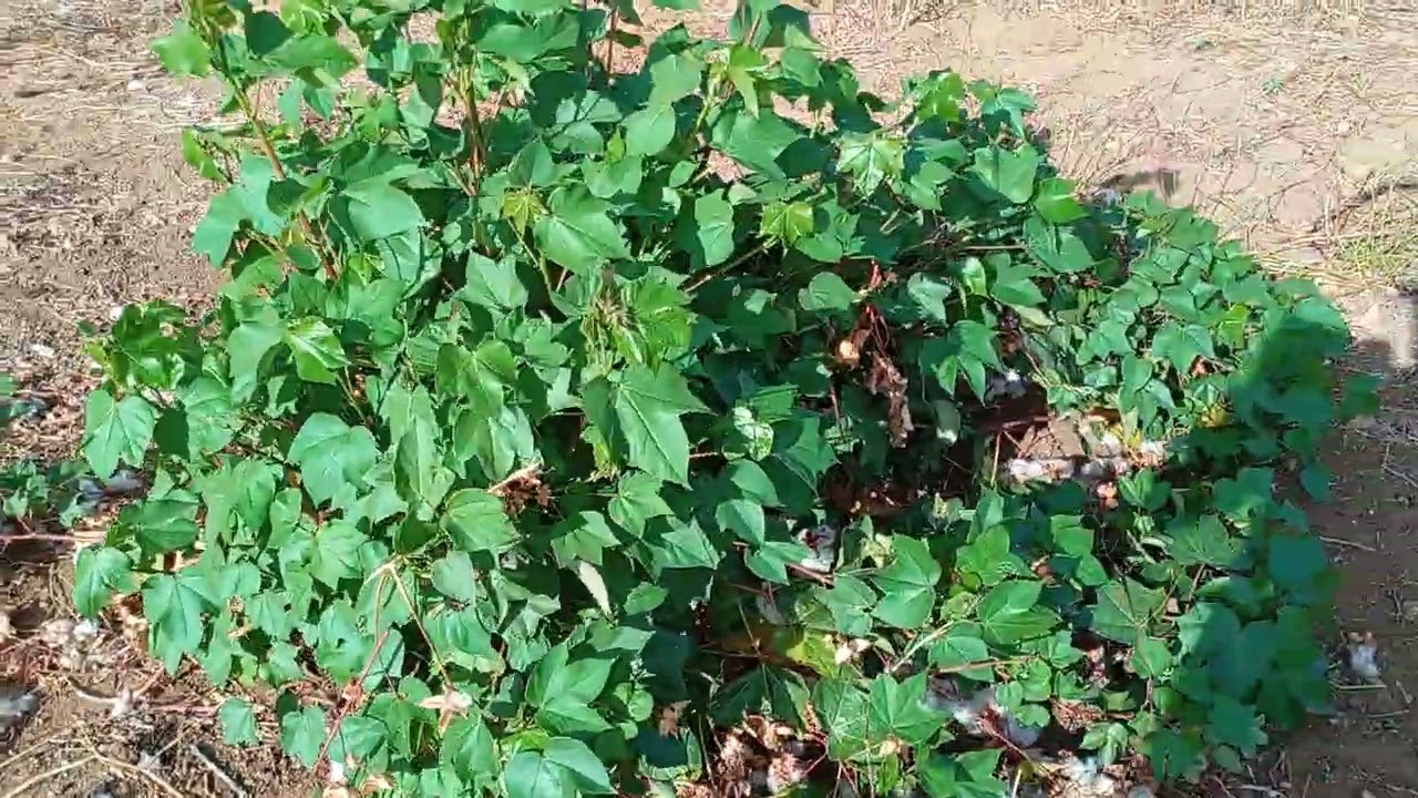 Mais um dia de trabalho com os animais 