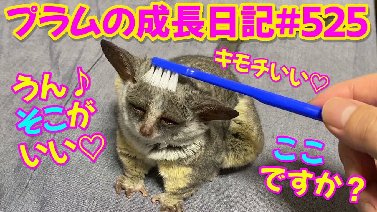 【ショウガラゴ　プラム　歯ブラシで毛づくろい】プラムの成長日記 525