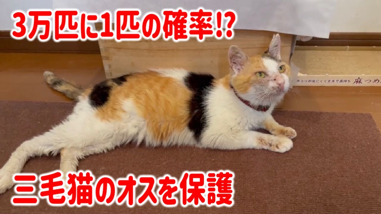 【迷い猫？捨て猫？】珍しい三毛のオス猫を保護しました。高齢猫で赤い首輪あり